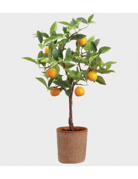 30gl Washington Navel Orange 