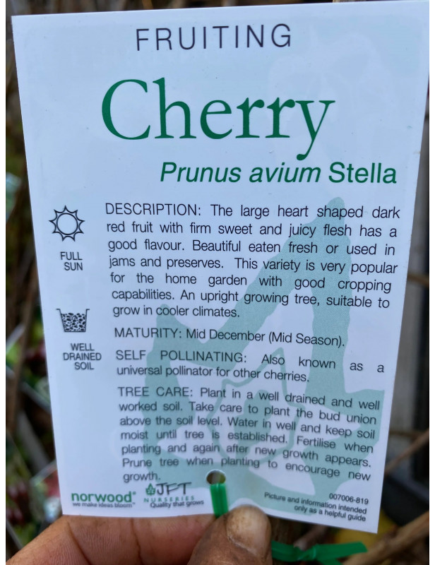 5gl Stella Cherry