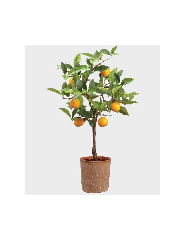 15gl Washington Navel Orange 