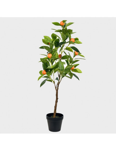 30gl Fukumoto Navel Orange 