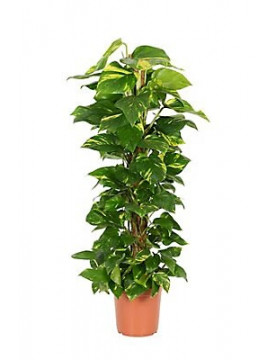 10 Devil's Ivy Pole